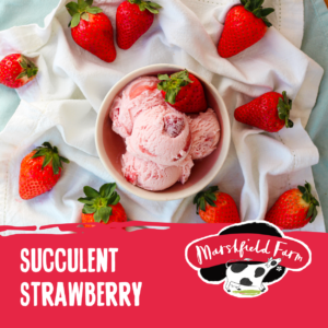 Plant-based-succulent strawberry